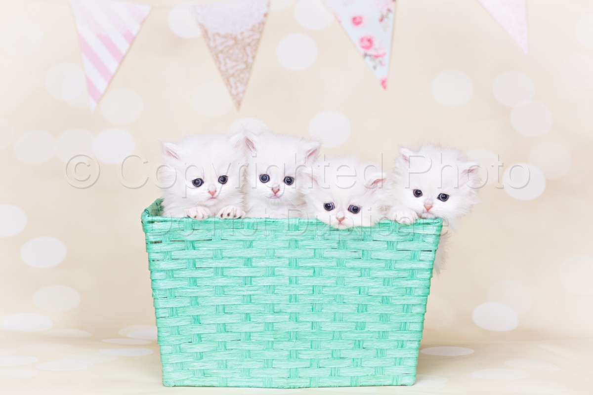 White Chinchilla Persian Kittens | Daniels_ShabbyChic-16-Edit.jpg