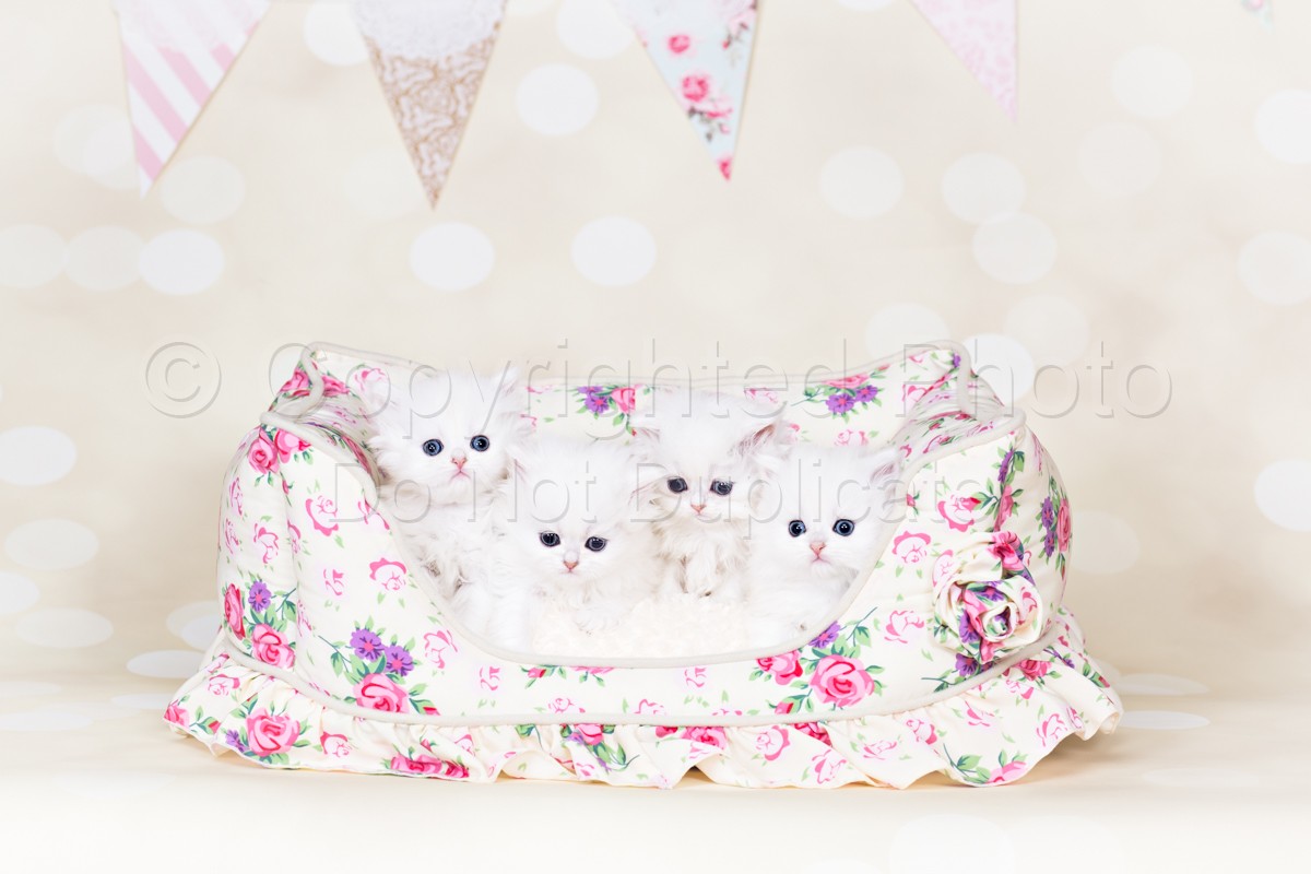 White Chinchilla Persian Kittens | Daniels_ShabbyChic-20-Edit.jpg