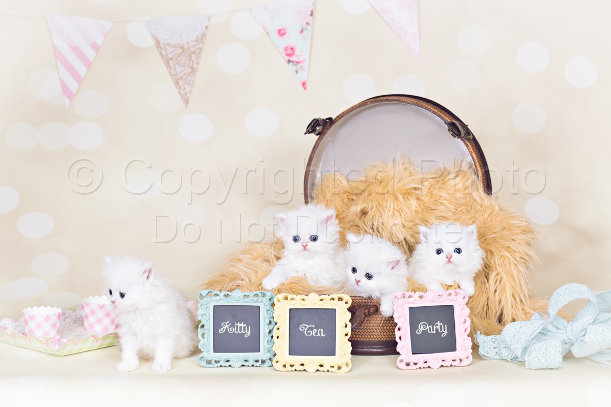 White Chinchilla Persian Kittens | Daniels_ShabbyChic-10-Edit.jpg